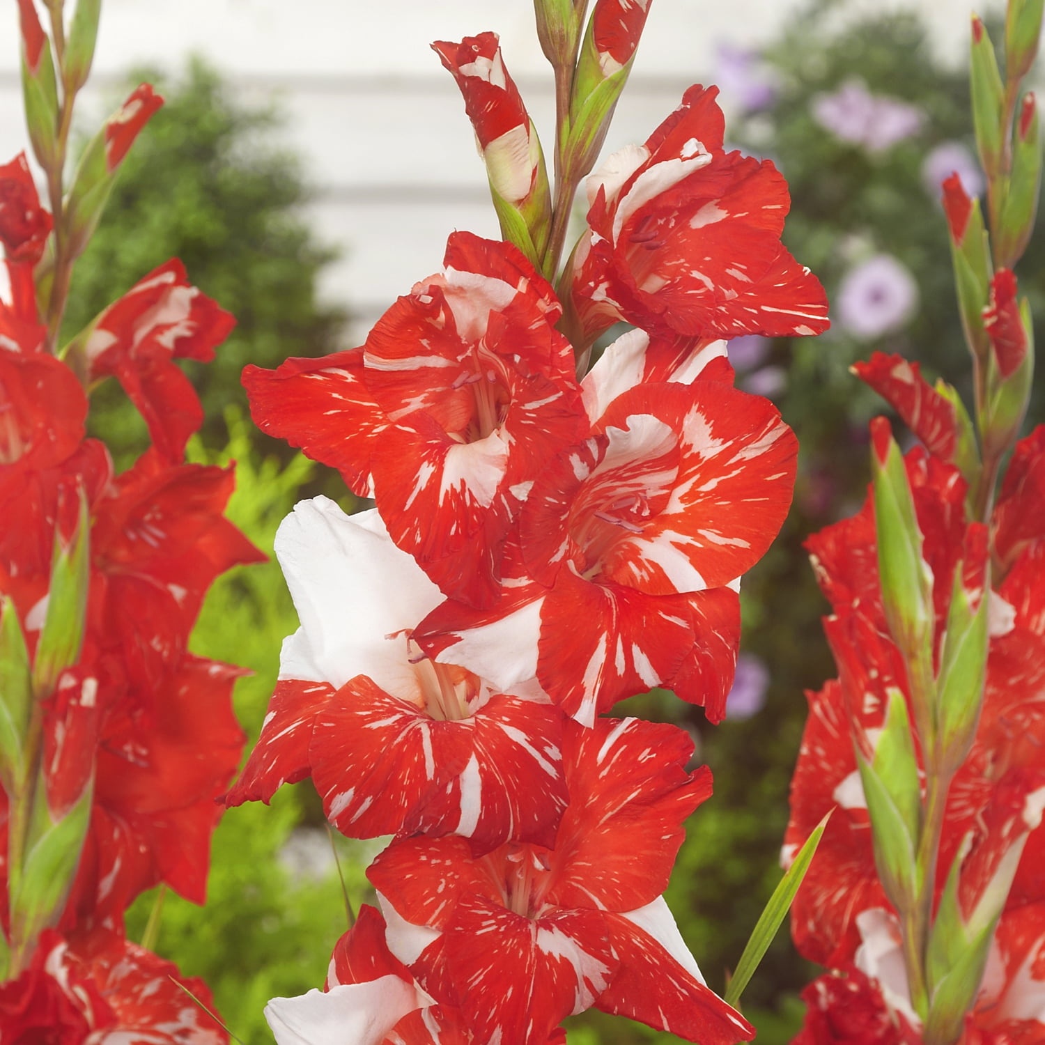 Van Zyverden Gladiolus Large Flowering Zizanie Set of 12 Bulbs Multicolor Partial Sun Perennial Flowers For Cutting 1 lb