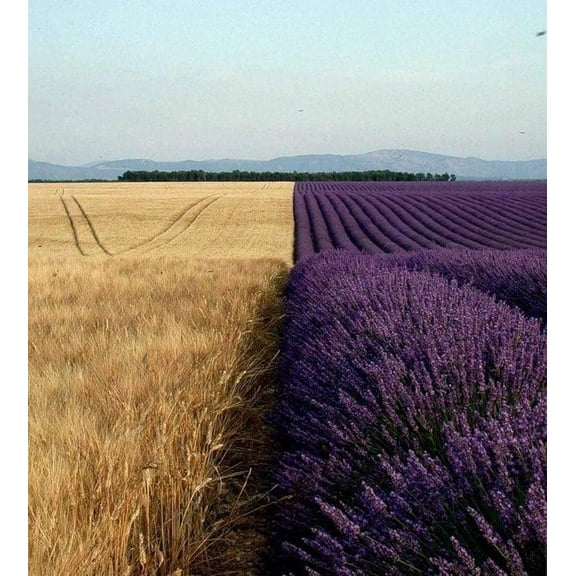 Lavender Seeds to Grow | 500  Seeds | Grow This Fragrant Spice in Your Own Garden