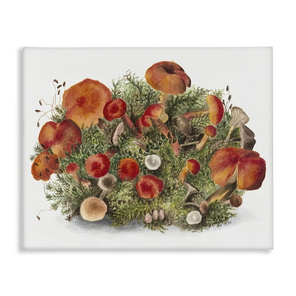 Stupell Industries Rustic Cottage Mushrooms Botanical & Floral Painting Gallery Wrapped Canvas Art Print Wall Art, 20 x 16