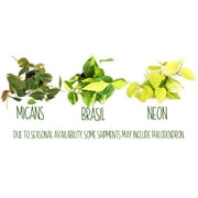 Philodendron Houseplants | 4 Easy Care Plants | 4.25in Pots; Indirect Sun | Element by Altman Plants