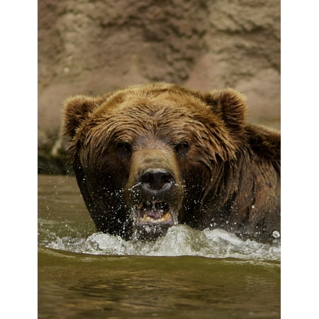 Brown Laminate - LAMINATED POSTER Water Brown The Roar Bear Wet Rage Poster Print 24 x 36