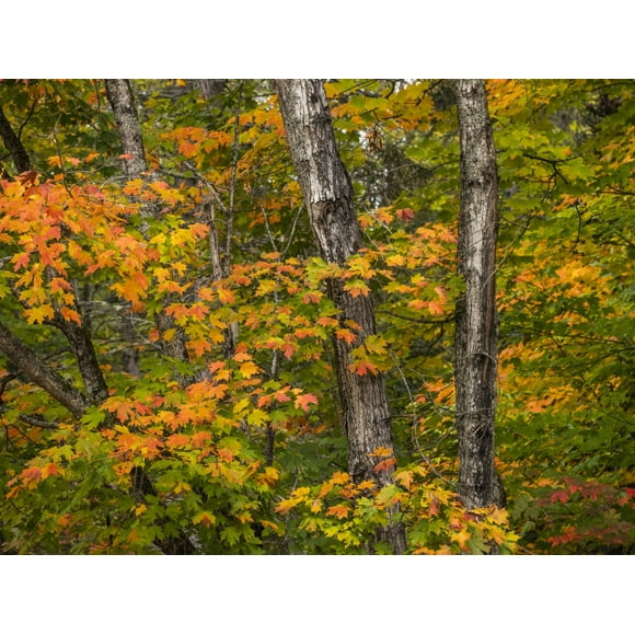 Autumn coloured foliage on the trees, Algonquin Provincial Park; Ontario Canada Poster Print by Robert Postma (18 x 13) # 13380916