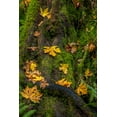 thumbnail image 2 of Haney, Chuck 17x24 Black Ornate Wood Framed with Double Matting Museum Art Print Titled - Bigtooth Maple leaves in autumn along Munson Creek near Tillamook-Oregon-USA, 2 of 4