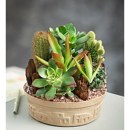 fresh flowers cactus dish garden small walmart com cactus dish garden design