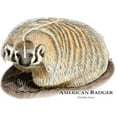 thumbnail image 3 of CafePress - American Badger Mug - 11 oz Ceramic Mug - Novelty Coffee Tea Cup, 3 of 6