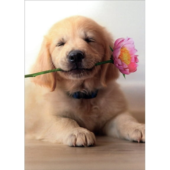 Avanti Press Golden Puppy With Pink Flower in Mouth Cute Dog Mother's Day Card