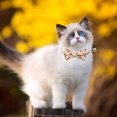 thumbnail image 4 of 2 Pack Collier Chat Détachable Nœud Papillon Marguerite Collier Floral Détachable, 4 of 5