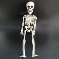 thumbnail image 1 of Halloween Human Skeleton Oversized Poseable Full Life Size Decoration Party Prop, 1 of 5