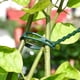 thumbnail image 4 of Soporte ajustable para plantas YONGSHENG 50 piezas 170 mm x 8 mm verde oscuro, 4 of 5