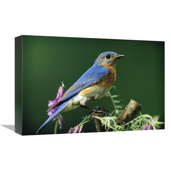12 x 18 in. Eastern Bluebird Male Portrait, Ontario, Canada Art Print - Tim Fitzharris