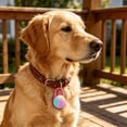 thumbnail image 4 of Luz LED recargable para mascotas | Luz con clip para collar de perro para paseos nocturnos | Colgante impermeable con alimentación USB para perros y gatos, 4 of 6