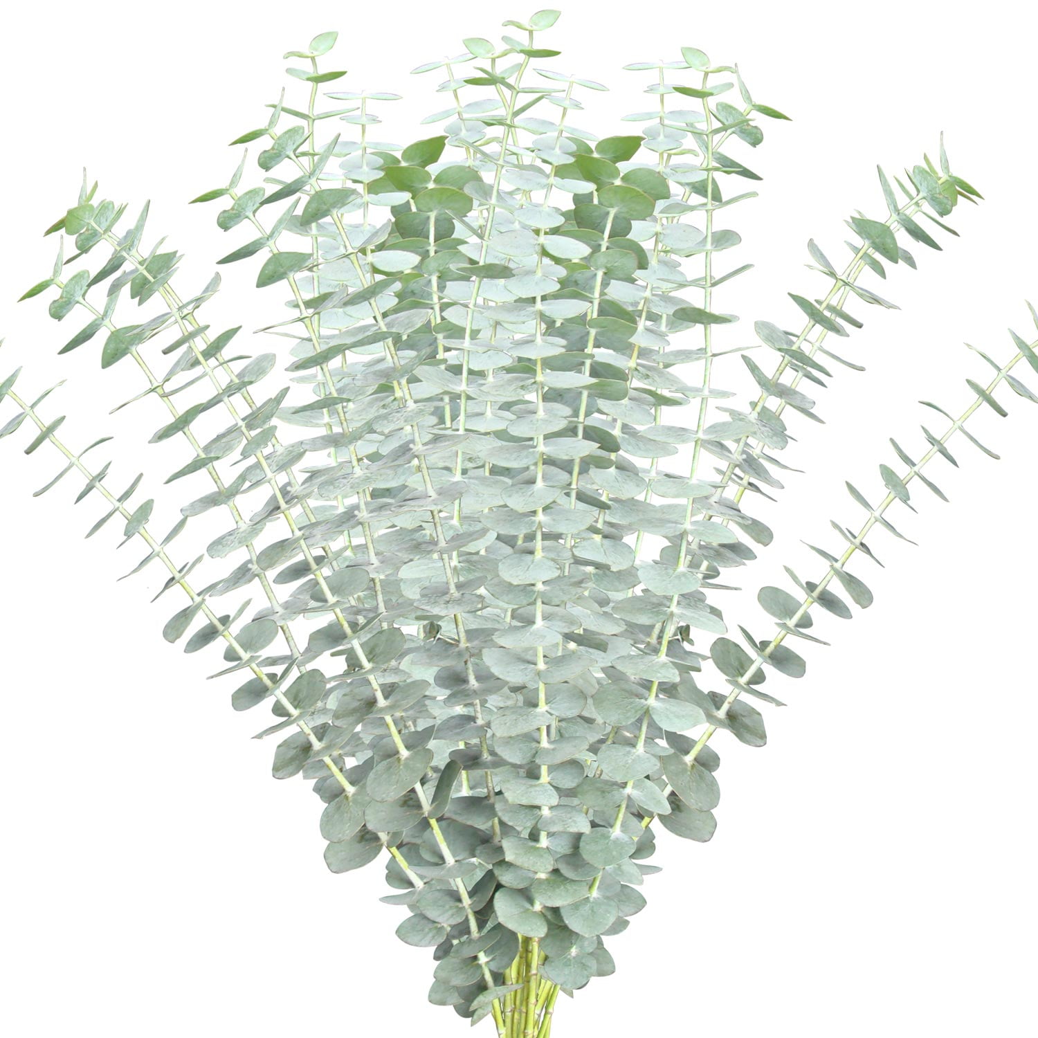 Baby Blue Eucalyptus Fresh Cut Flowers 200 Stems by Bloomingmore