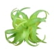 thumbnail image 1 of 10 piezas de mini plantas simuladas suculentas Matsuzay accesorios de fotos multifuncionales Flores artificiales Tipo 5, 1 of 6
