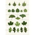 thumbnail image 2 of Wild Apple Portfolio 23x32 White Modern Wood Framed Museum Art Print Titled - Leaf Chart I Shiplap, 2 of 4