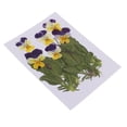 thumbnail image 1 of Flores secas prensadas reales 12 Unidades Natural Real Presionado Pensamiento Flor De Flores Secas Adornos Florales Para La Tarjeta Que Hace Scrapbooking Arte Artesanía DIY Joyería De Resina Filler, 1 of 9