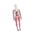 thumbnail image 1 of Siruishop 19Pcs Transparent Human Body Model Bodily Structure Figure for Classroom Teacher style A, 1 of 7
