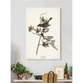 thumbnail image 2 of Pewit Flycatcher Wrapped Canvas -John James Audubon Designs,, 2 of 3
