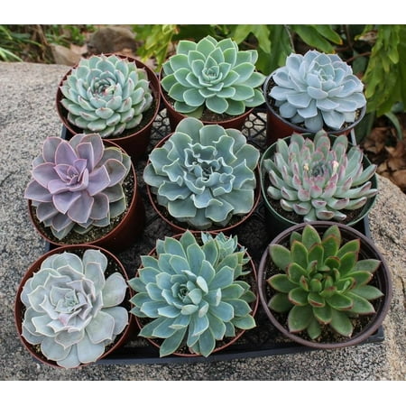 One echeveria 6" live succulent for gardens, patio, home decor ... Plants décor patio