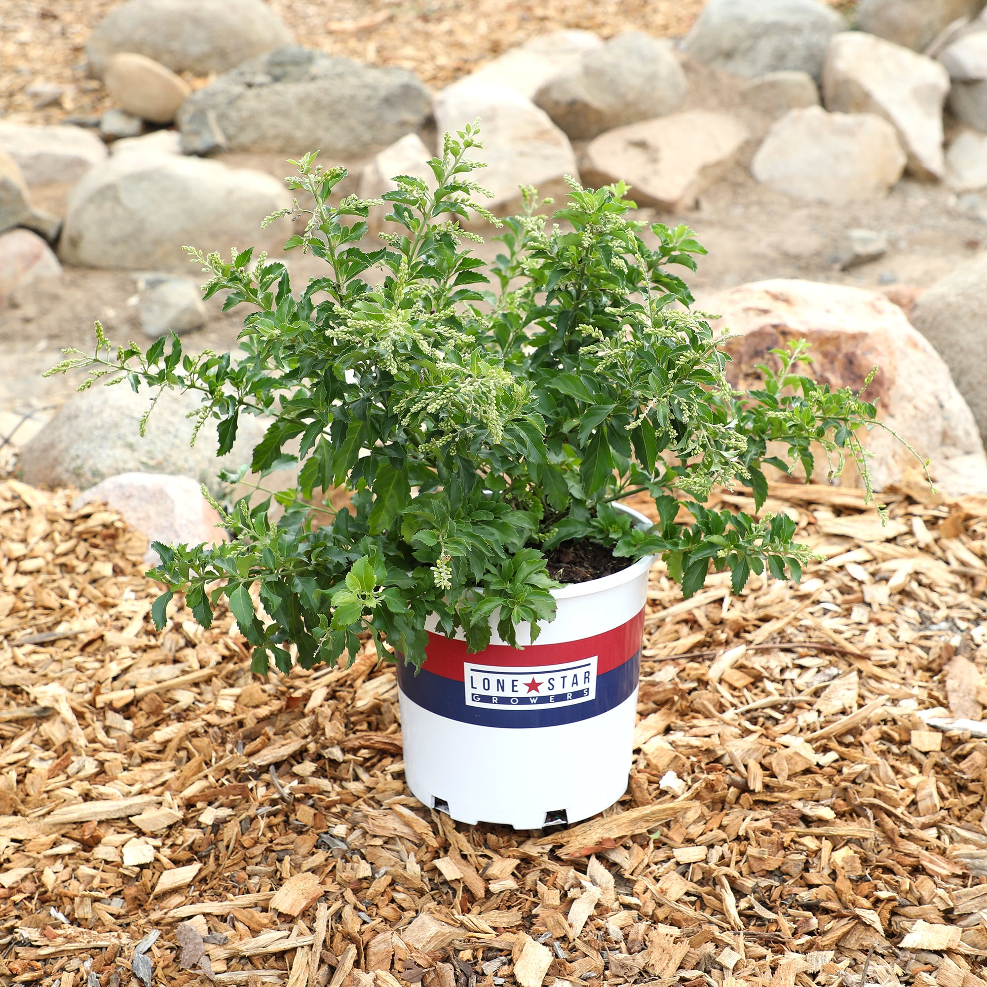 "Lone Star Growers Outdoor Live Plant Duranta Erecta Sweet Memories 18""-24"" tall