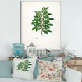 thumbnail image 2 of Designart 'Ancient Plant Life XX' Farmhouse Framed Canvas Wall Art Print, 2 of 5