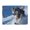 500 Pieces, variant on Husky Skiing Winter Snow 500-Piece Wooden Jigsaw Puzzle for Adults, Fun & Challenging Family Game, Stylish Wall Decor & Holiday Gift