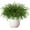 Pine Cones, variant on 6 Pieces Christmas Norfolk Pine Needle Branches with Pine Cones, 18 Inch Artificial Norfolk Pine Stems, DIY Crafts Faux Greenery for Xmas Home Decor Garland Wreath Craft