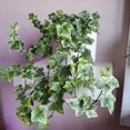 thumbnail image 6 of Variegated Ivy Live Plant in 6 Inch Pot, English Ivy Live Outdoor Indoor, Hardy Vine Plant Groundcover Houseplant, 6 of 6
