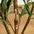 thumbnail image 5 of Nearly Natural Olive Artificial Potted Tree - 3' - Green, 5 of 6