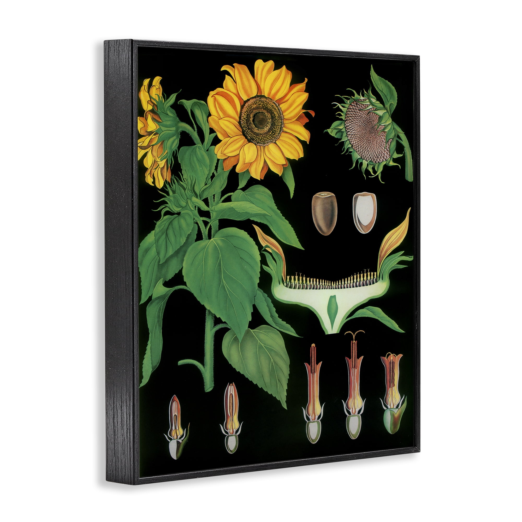Stupell Industries Sunflower Bulb Illustrations Black Framed Giclee Art, design by Vintage Hustle