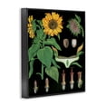 thumbnail image 2 of Stupell Industries Shabby Chic Sunflower Bulb Illustrations Black Framed Giclee Art, 11 x 14, by Vintage Hustle, 2 of 8