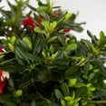 thumbnail image 4 of Encore Azalea Autumn Bonfire (2 Gallon) Red Flowering Shrub - Full Sun Live Outdoor Plant, 4 of 7