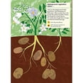 thumbnail image 4 of In the Vegetable Garden: My Nature Sticker Activity Book (Ages 5 and up, with 102 stickers, 24 activities, and 1 quiz): My Nature Sticker Activity Book, 4 of 9