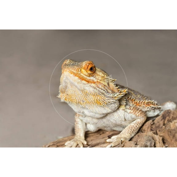 Closeup of Bearded dragon on rock, Animals Unframed Photographic Print Wall Art Sold by Art.Com
