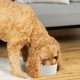 thumbnail image 3 of Cuenco de cerámica para perros: plato para comida y agua para mascotas resistente y duradero, apto para lavavajillas, moderno, 3 of 5