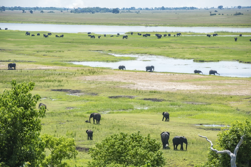 African Elephants (