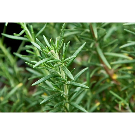 Hardy Hill Rosemary Plant - Inside or Out - Easy to Grow - 4