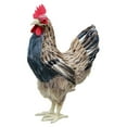 thumbnail image 2 of Estatua de de simulación, figurita de Animal , artesanía artística, escultura de pollo, estatua de pollo tante, Patio, fotografía M Macarena Estatua de gallina, 2 of 7