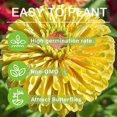 50+Zinnia Flower Seeds for OIF8 Planting OutdoorZinnia Flower Seeds