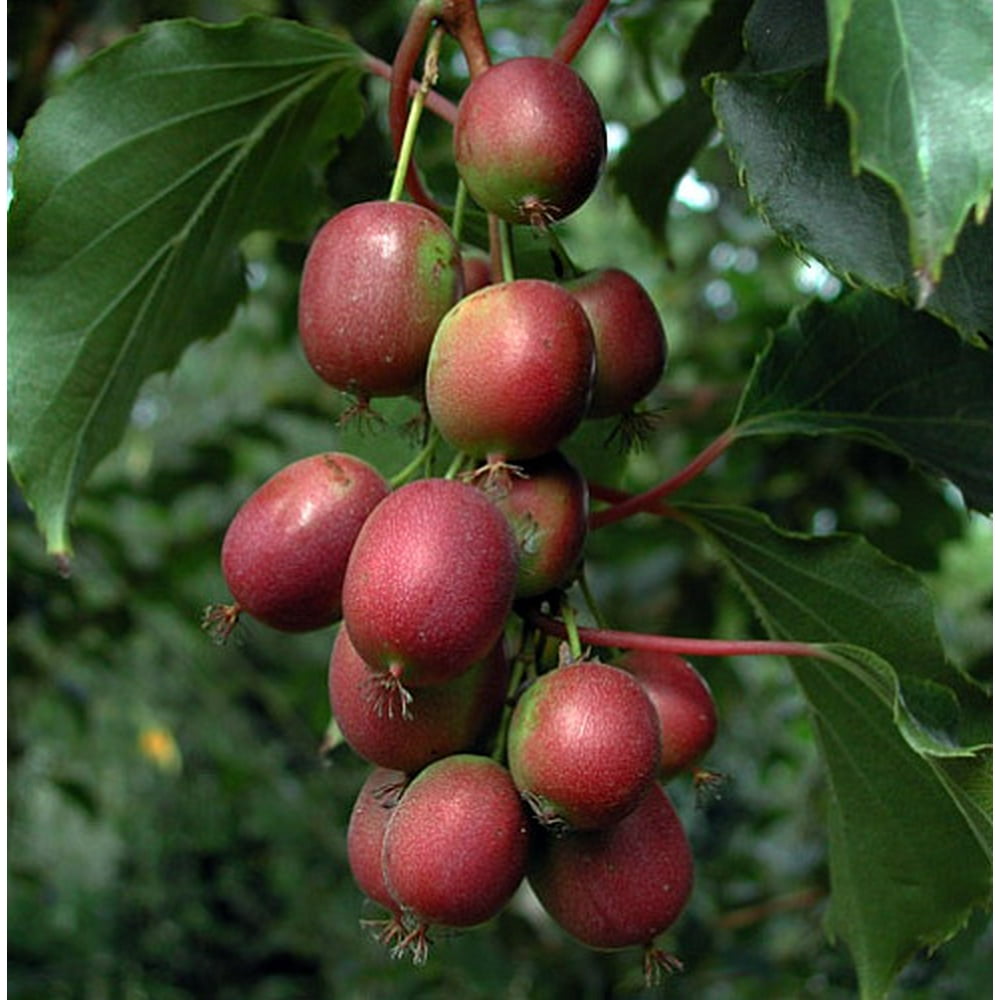 Kens Red Hardy Female Kiwi Plant 25 Pot