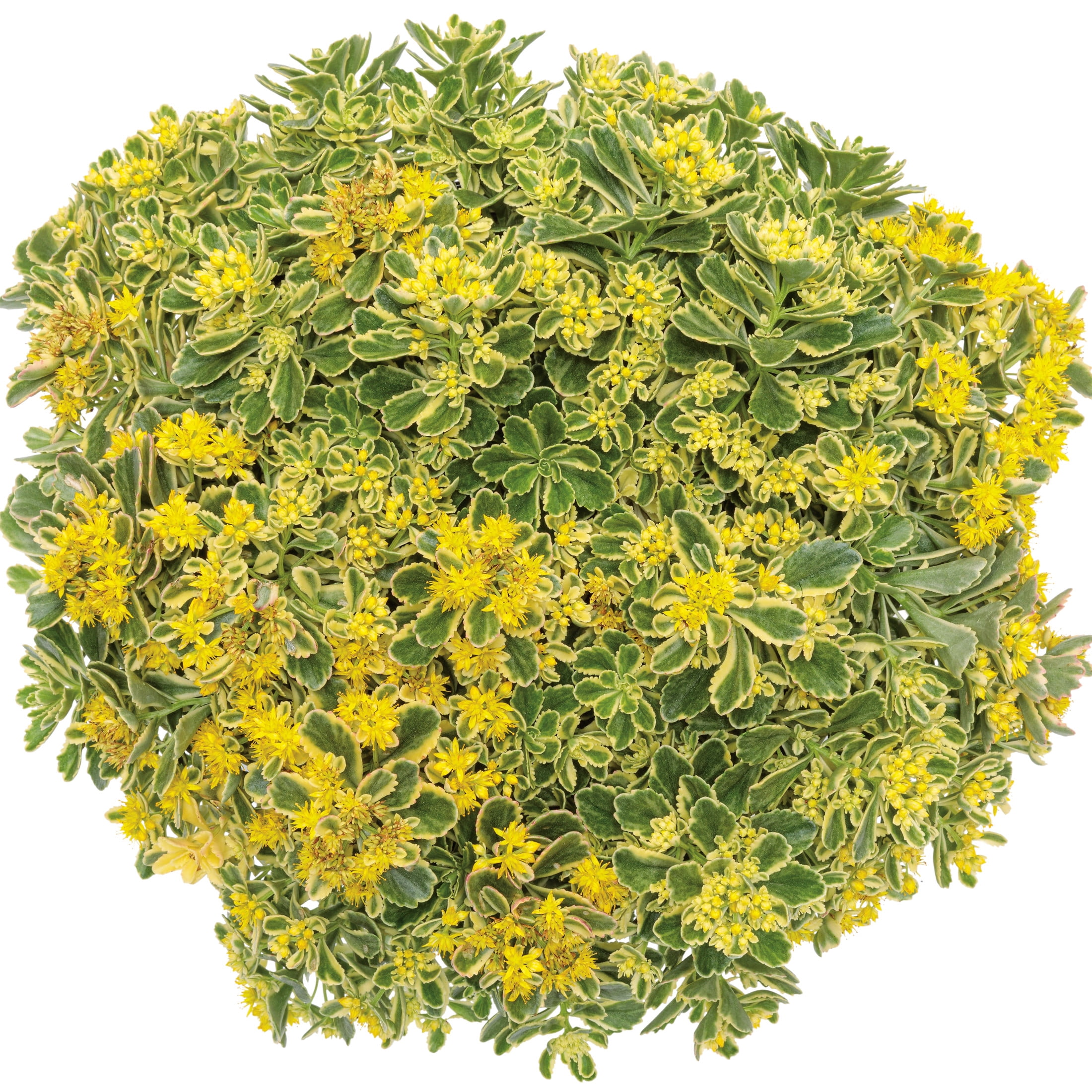 Proven Winners 5" Yellow Rock 'N Low 'Boogie Woogie' Stonecrop Live Plant in 4.5" Pot (4 Count)