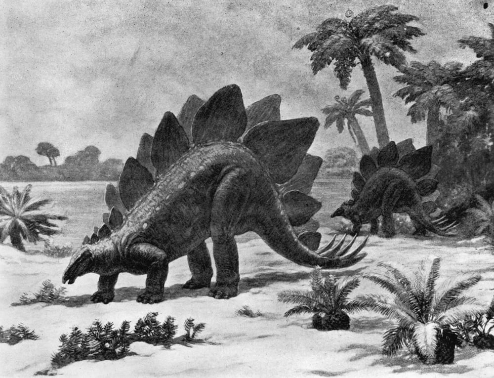 Dinosaur Stegosaurus Na Stegosaurus Of The Late Jurassic Period Mural By Charles R Knight 1926