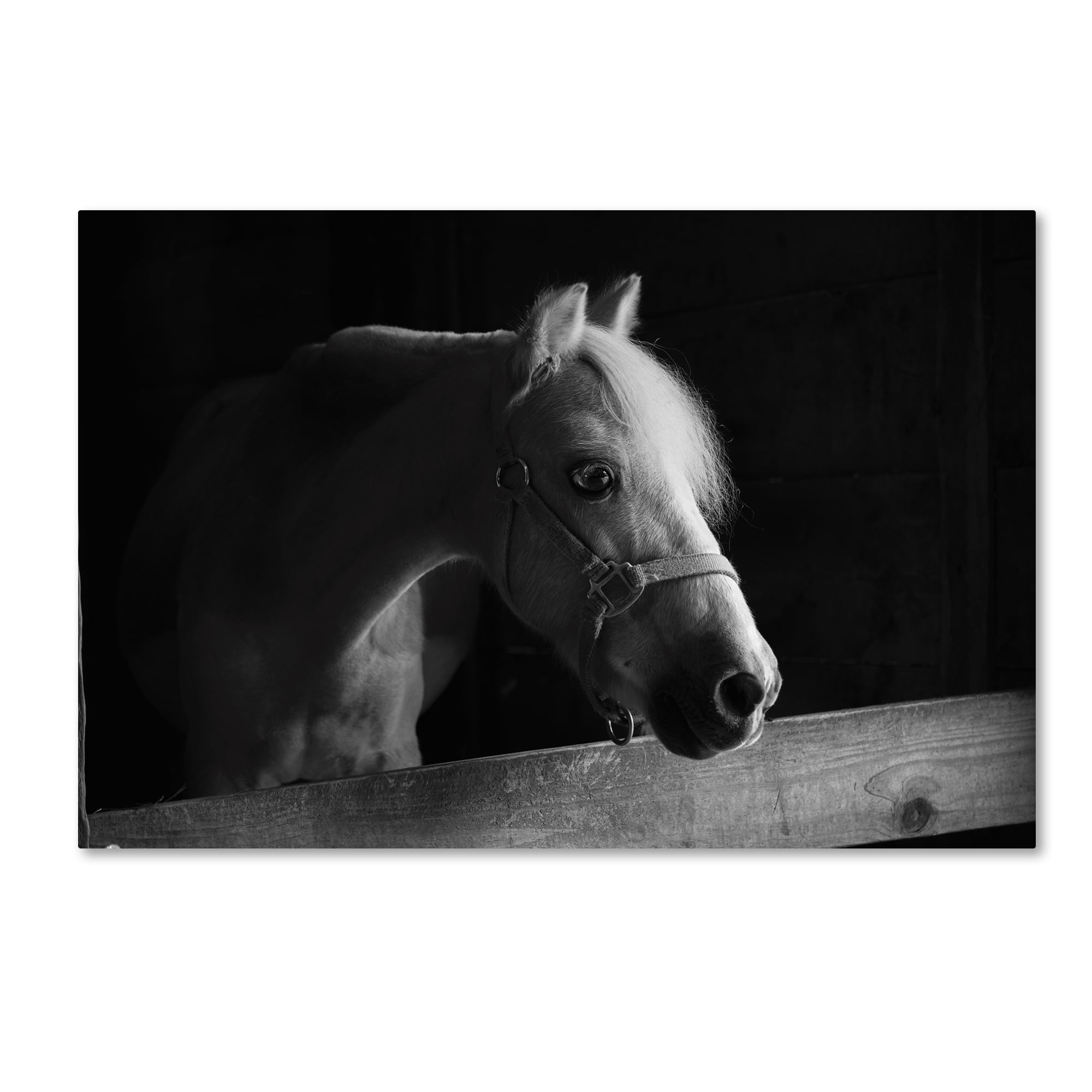 Trademark Fine Art 'Roman' Canvas Art by Thom Sivo