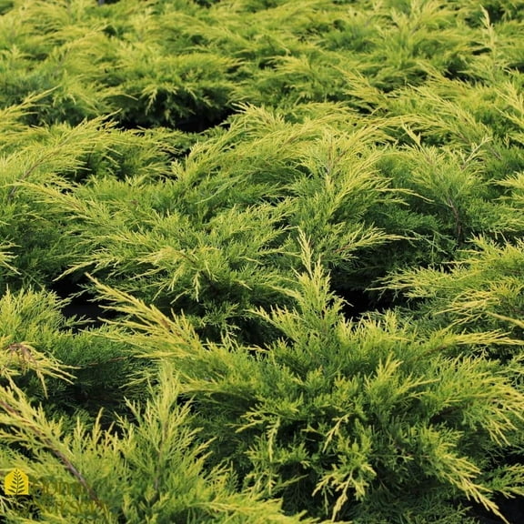 Gold Lace Pfitzer Juniper-Evergreen Shrub-Vibrant Golden Foliage  2 Gallon