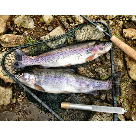 Trout Fishing Catch Rainbow Freshwater Fish Food Poster Print 24 x