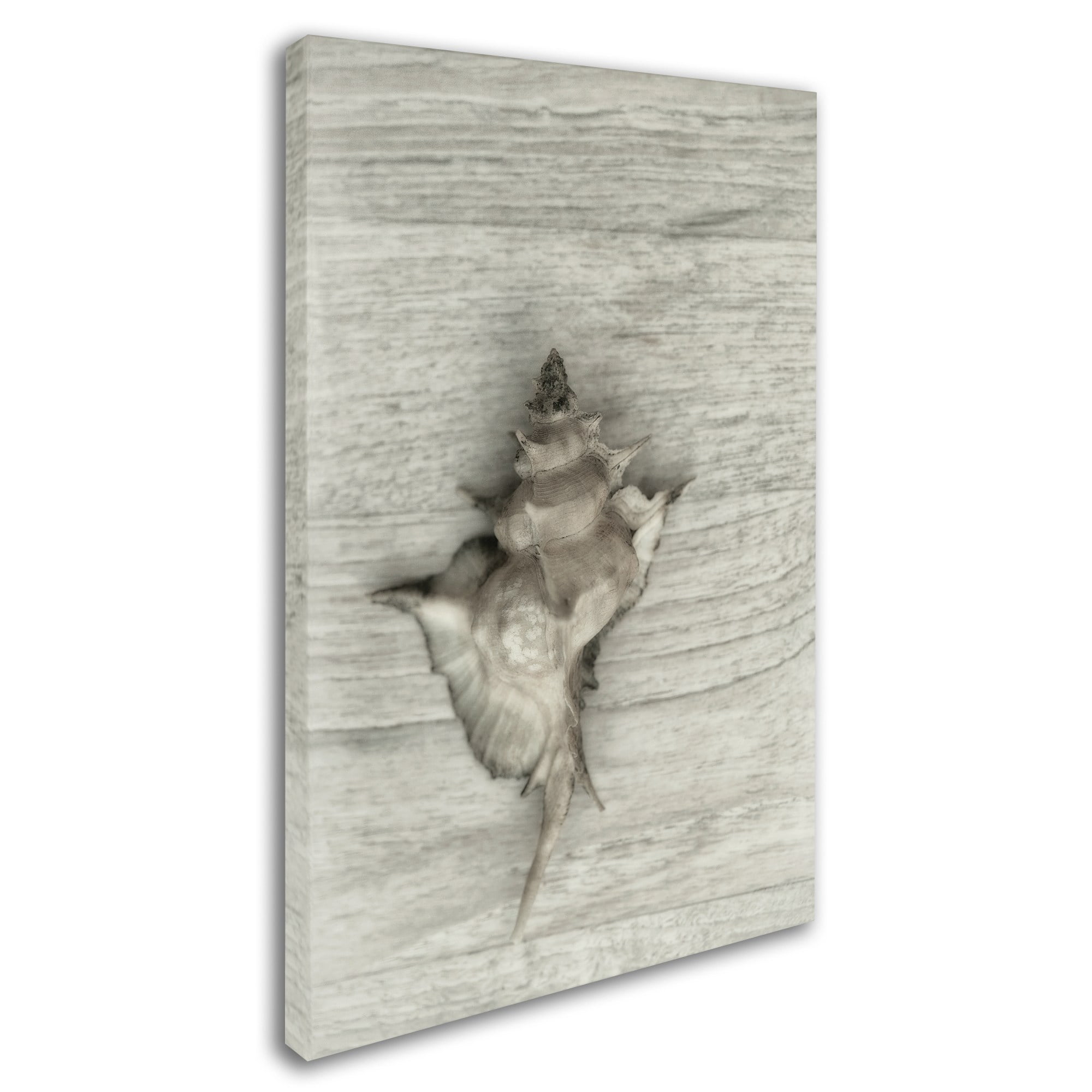 Trademark Fine Art 'Murex Shell' Canvas Art by Cora Niele