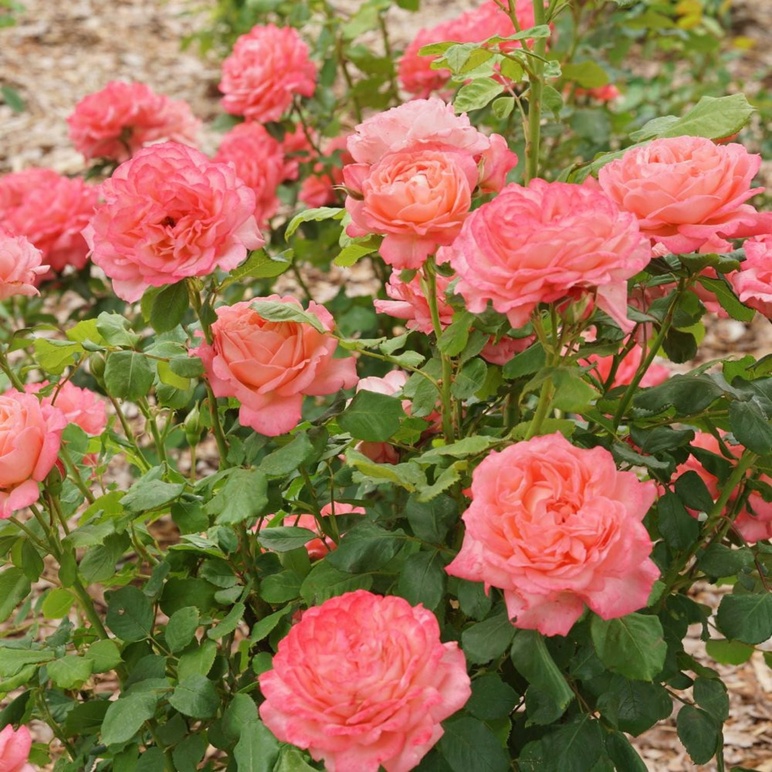 Proven Winners ColorChoice 6" Pink Reminiscent Coral Rose Live Plant in 7.5" Pot