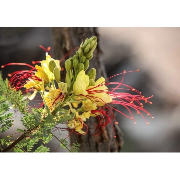 Seedville 5 Desert Bird of Paradise Shrub Flower Seeds, Yellow with Red Stamens