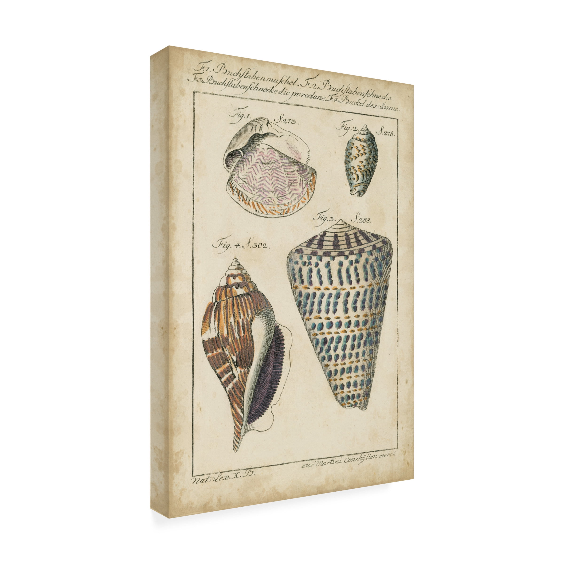 Martini 'Vintage Shell Study II' Outdoor Canvas 24x18