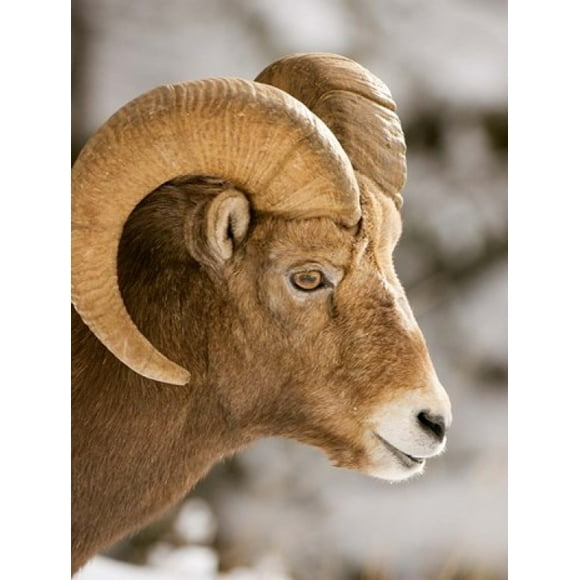 Bighorn sheep, Maligne Canyon, Jasper NP, Alberta Poster Print by Paul Colangelo (24 x 36)