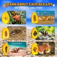 thumbnail image 2 of Kit Amber Dig GoBidex Sea Life con 6 moluscos de resina para más de 6 años, 2 of 7